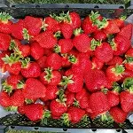 Zemeņu ogas 4 kilogramu kastē